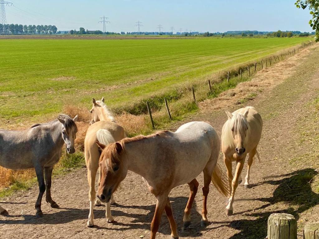 Natuurhuis Zeeuwse Rust Voor Wandelingen Aan Zee, Fietstochten In Natuur En Culinair Genieten Villa IJzendijke Bagian luar foto