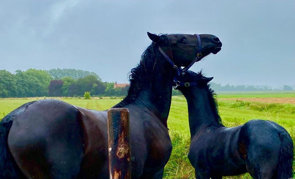 Natuurhuis Zeeuwse Rust Voor Wandelingen Aan Zee, Fietstochten In Natuur En Culinair Genieten Villa IJzendijke Bagian luar foto